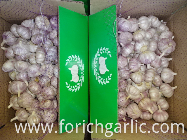 Size 5 0cm Garlic